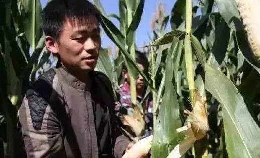 1.掰玉米主管5名、要求三年以上掰玉米經(jīng)驗：